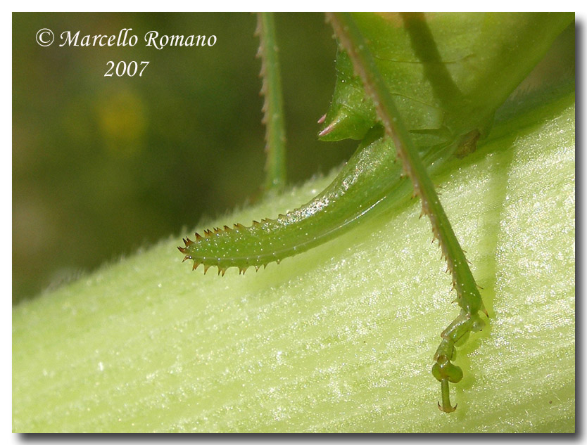 La femmina dell'' Odontura arcuata (Orth., Phaneropteridae)